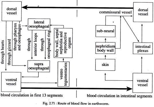 Route of Blood Flow in Earthworm