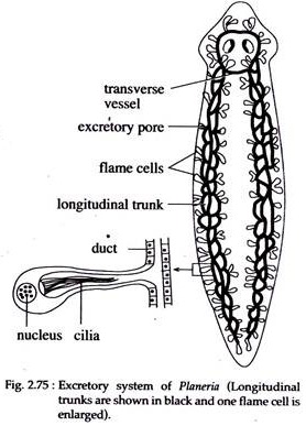 Excretory System of Planeria