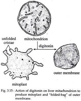 Action of Digitonin on Liver Mitochondrion