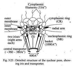 Detailed Structure of the Nuclear Pore
