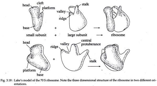 Lake's Model of the 70S Ribosome