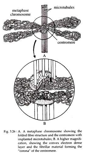 Metaphase Chromosome and Higher Magnification