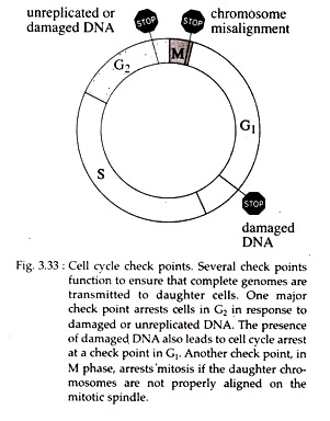 Cell Cycle Check Points