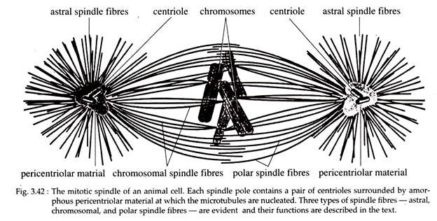 Mitotic Spindle of an Animal Cell