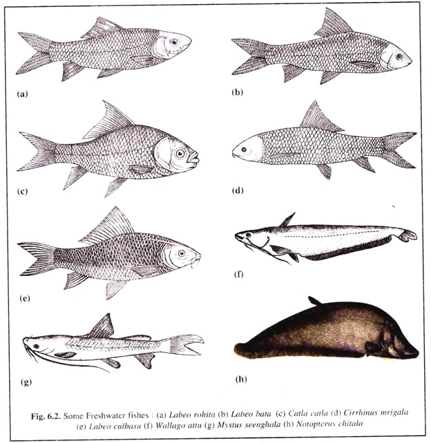 Freshwater Fishes