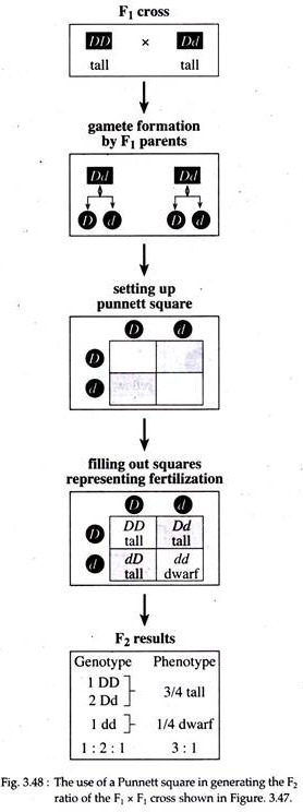 Use of Punnet Square 