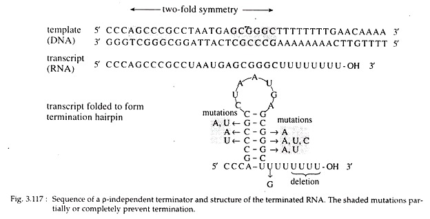 Sequence of P-Independent Terminator and Structure of the Terminated RNA