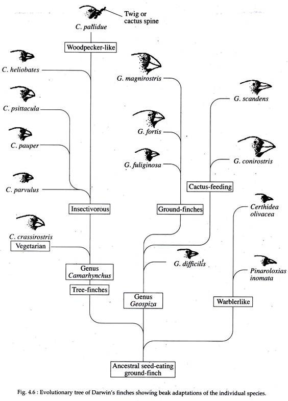 Evolutionary Tree of Darwin's Finches
