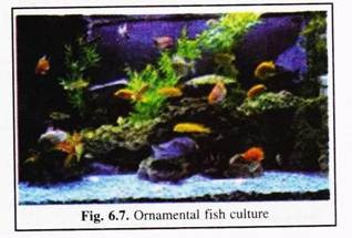 Ornamental Fish Culture