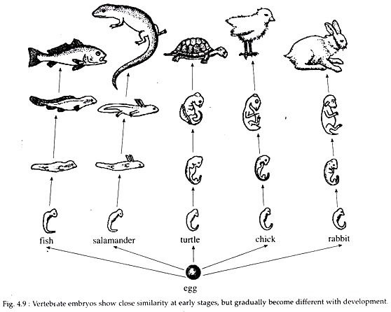 Vertebrate Embryos