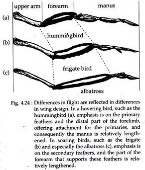 Differences in Flight