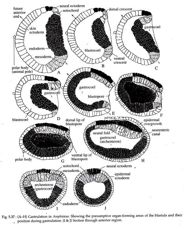 Gastrulation in Amphioxus