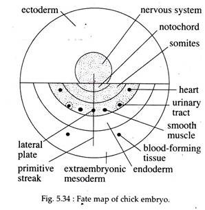 Fate Map of Chick Embryo