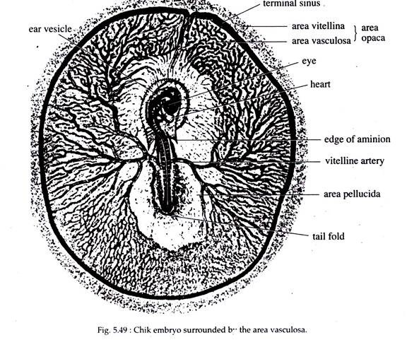 Chik Embryo