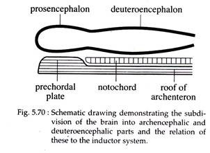 Demonstrating the Subdivision of the Brain