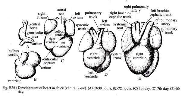 Development of Heart in Chick