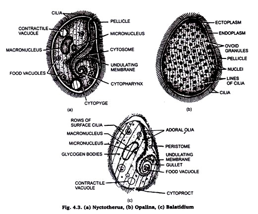 Eyctotherus, Opallna and Balatidium