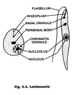 Classification of Protozoa: 4 Types