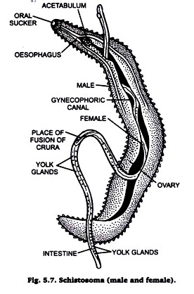 Schistosoma