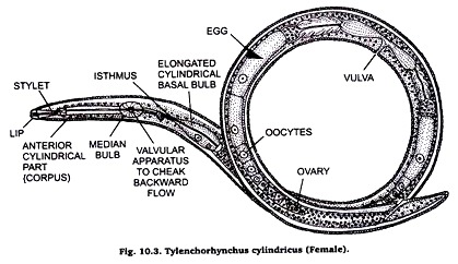 Tylenchorhynchus