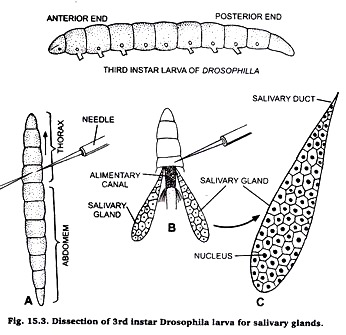 Dissection of 3rd instar Dorsophilia larva for salivary gland