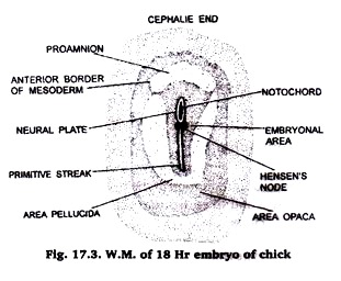 W.M. 18 Hours Chick Embryo