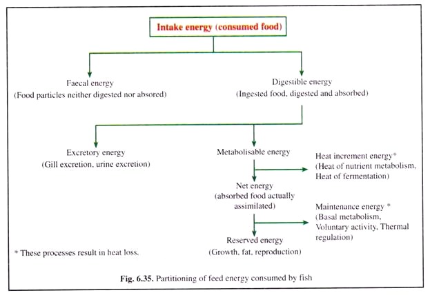 Partitioning of Feed Energy Consumed by Fish