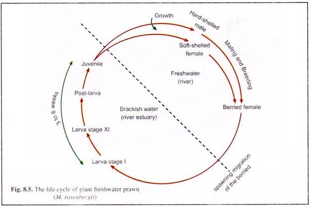 The life cycle of gaint freshwater prawn