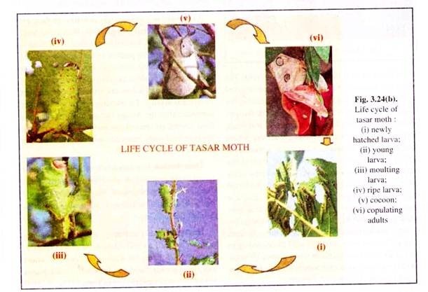 Life Cycle of Tasar Moth
