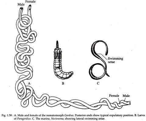 Male and Female of the Nematomorph, Larva of Paragordius, Marine, Nectonema