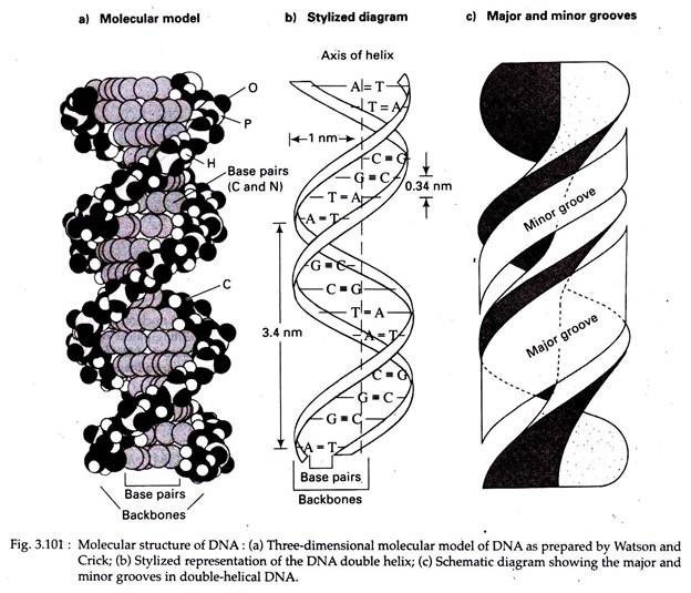 Molecular Structure of DNA