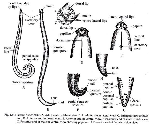 Ascaris Lumbricoides
