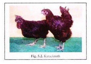 Karacknath 