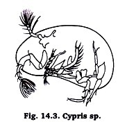 Cypris sp.