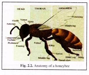 Anatomy of a Honeybee