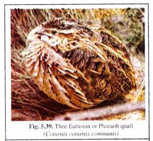 Thee Eurasian or Pharaoh Quail