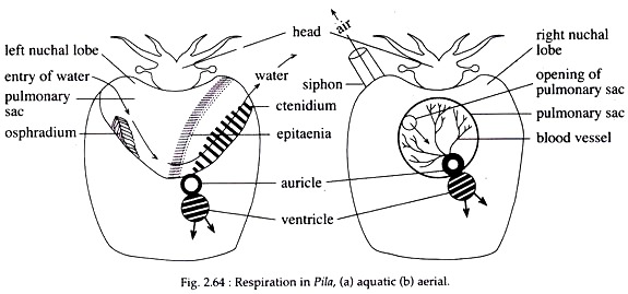 Respiration in Pila