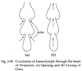 Circulation of Haemolymph 