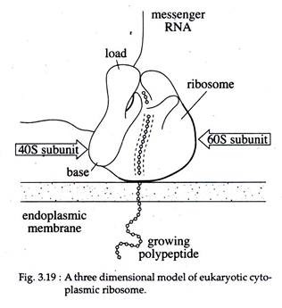 Three Dimensional Model of Eukaryotic Cytoplasmic Ribosome