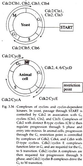 Complexes of Cyclins and Cyclin-Dependent Kinases