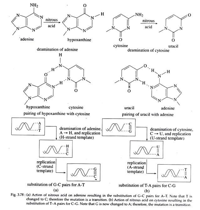 Action of Nitrous Acid