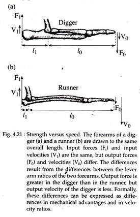 Strength Versus Speed