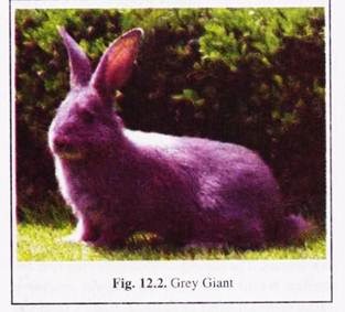 Grey Giant