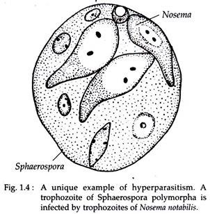 Unique Example of Hyperparasitism