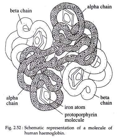 Molecule of Human Haemoglobin