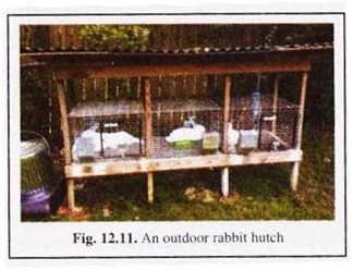 An Outdoor Rabbit Hutch 