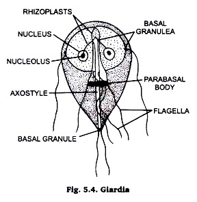 Classification of Protozoa: 4 Types