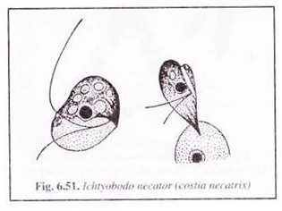 Ichtyobodo Necator