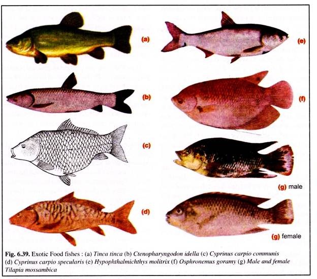 Exotic Food Fishes