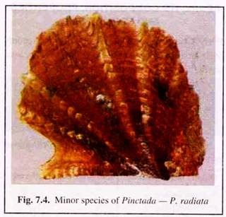 Minor Species of Pinctada